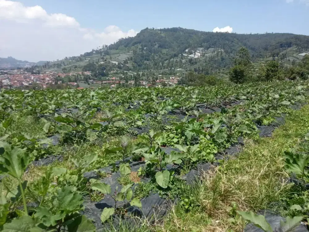 Dijual Lahan Luas Dengan View Lokasi Cikole, Lembang