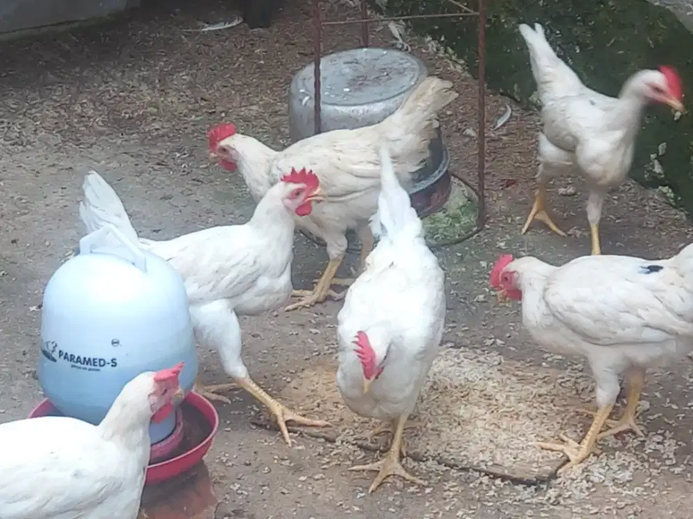 Ayam kampung muda