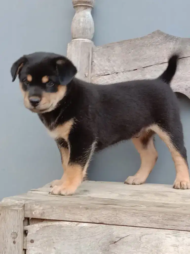 Anak anjing rot mix husky