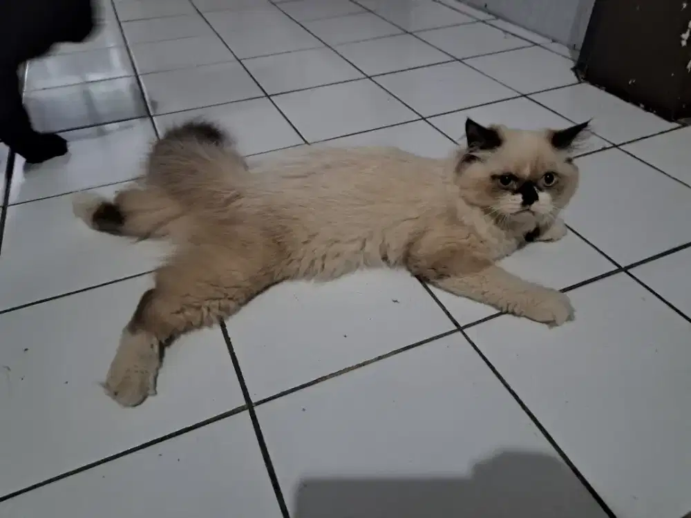 Open adopt persia Ragdoll