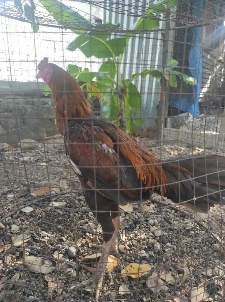 Ayam pakhoy mix magon