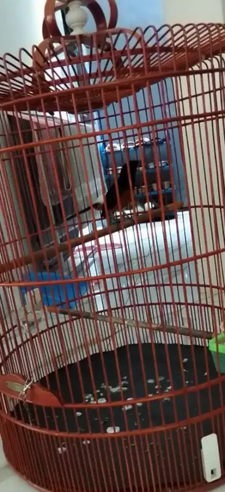 murai batu F4 gacor
