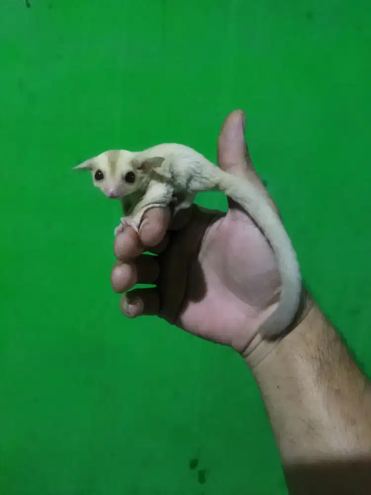 sugar glider creamino betina