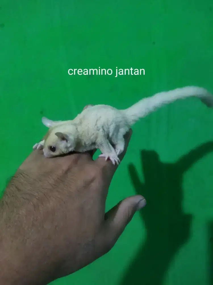 sugar glider creamino jantan