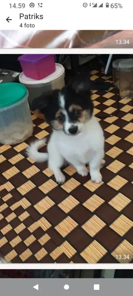 Lucuh,2ekor Anakan  Corgy mix