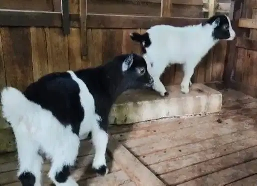 1 ekor anakan kambing mini pygmi jantan TB 30cm 3-4 bulan exotik unik
