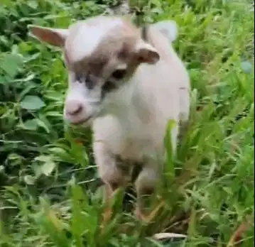 1 ekor anakan kambing mini pygmi jantan TB 30cm 3-4 bulan exotik unik