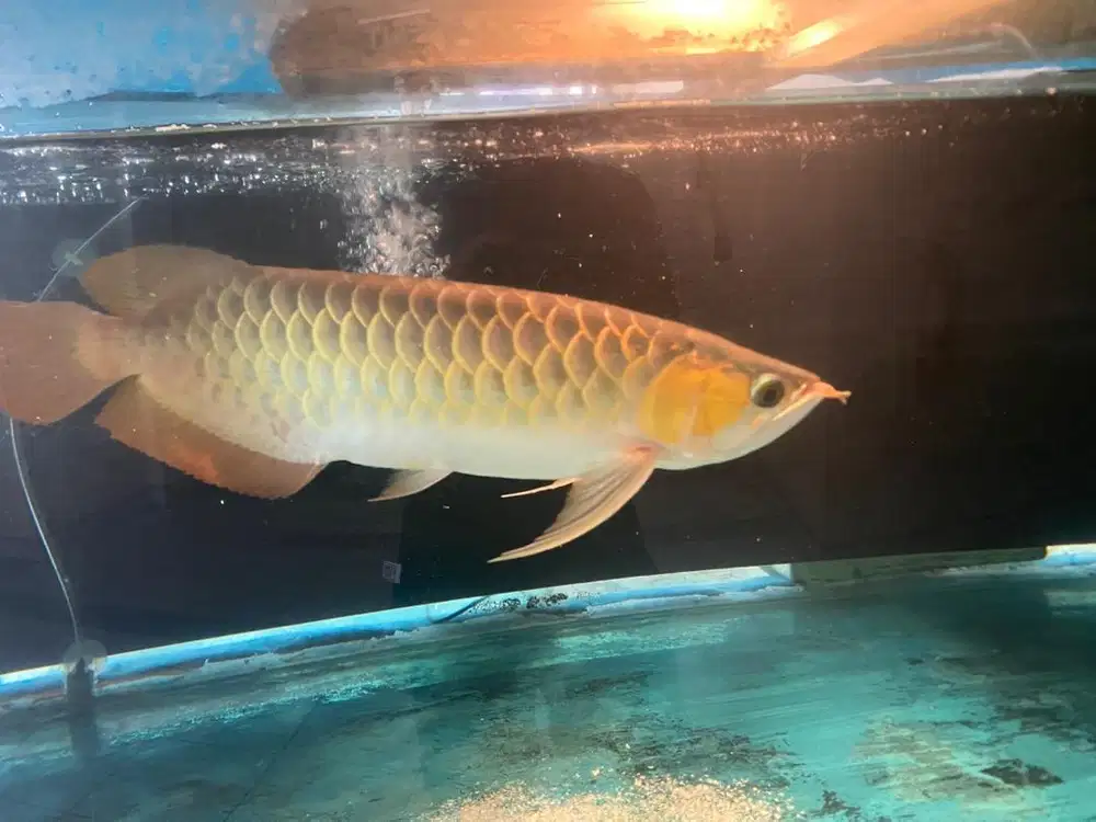 ikan arwana super red 40 cm
