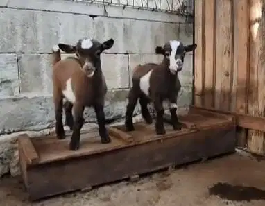 1 ekor anakan kambing mini pygmi jantan 3-4 bulanan TB 30cm exotik top