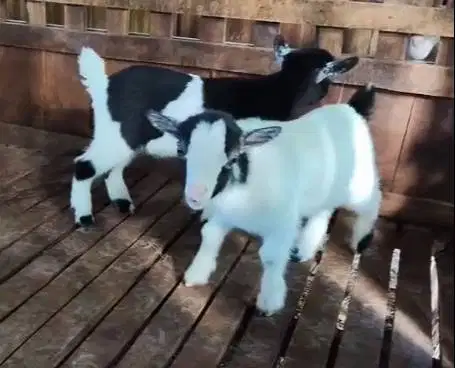 1 ekor anakan kambing mini pygmi jantan 3-4 bulanan TB 30cm exotik top