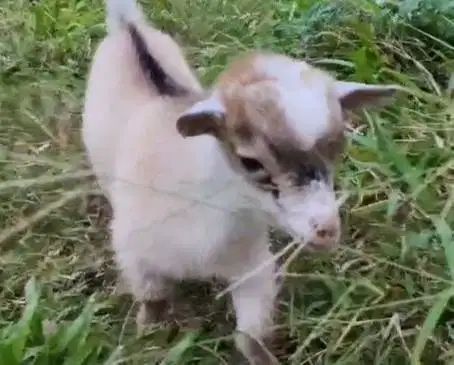 1 ekor anakan kambing mini pygmi jantan 3-4 bulanan TB 30cm exotik top