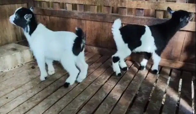 1 ekor anakan kambing mini pygmi jantan 3-4 bulanan TB 30cm exotik top
