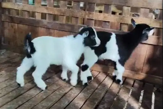 1 ekor anakan kambing pygmi jantan 3-4 bln TB 30cm exotik orian manteb