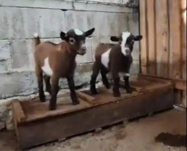 1 ekor anakan kambing mini pygmi 3-4 bln TB 30cm kerdil ori asli unik
