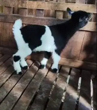 1 ekor anakan kambing mini pygmi 3-4 bln TB 30cm kerdil ori asli unik