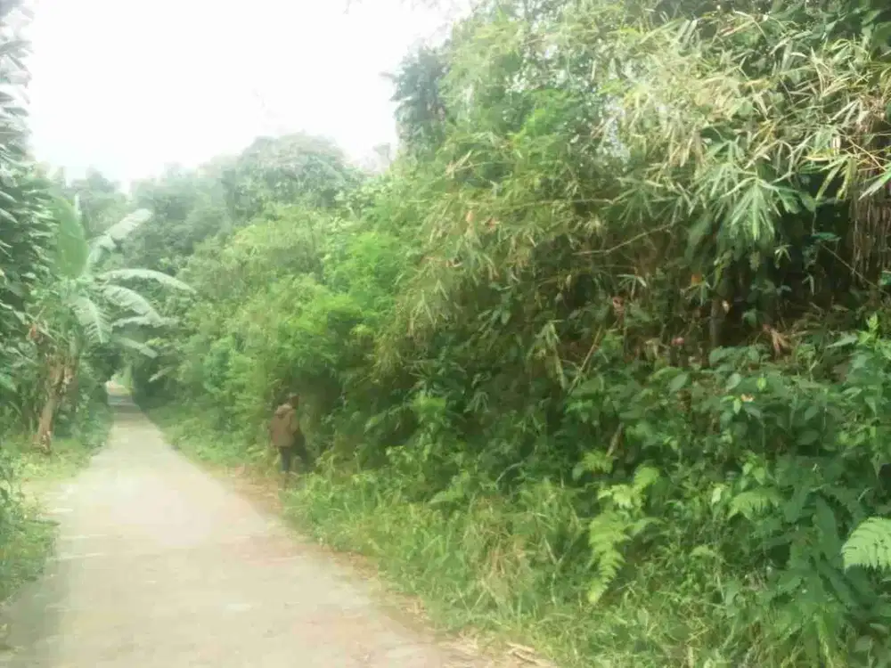 Di jual tanah darat sudah ada pohon cengkeh dan Alpukat.harga sangat murah