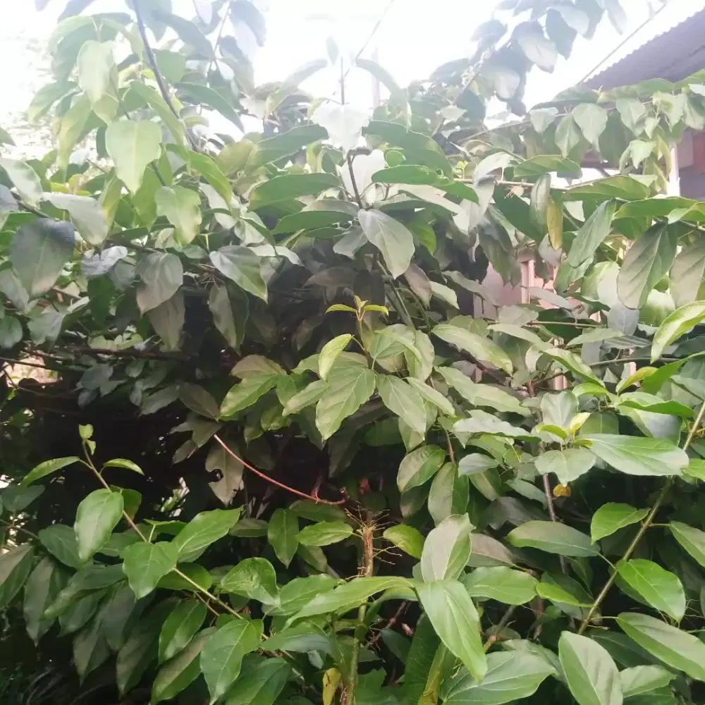 Jual Daun Cincau Segar