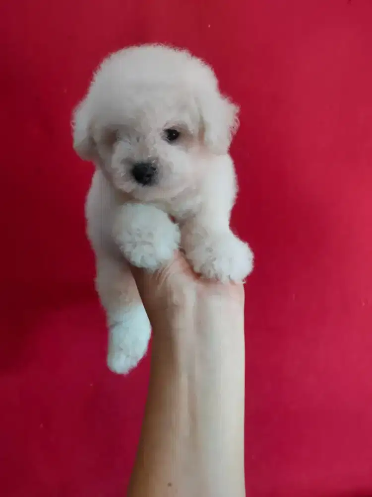 Bichon frise jantan cakep