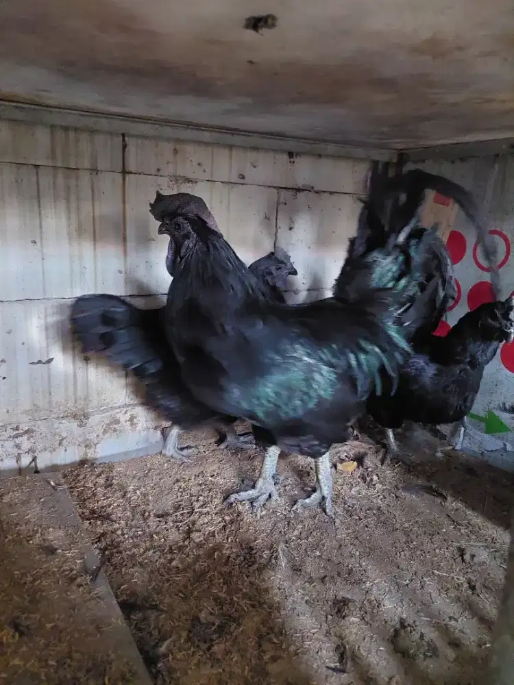 Ayam cemani jago