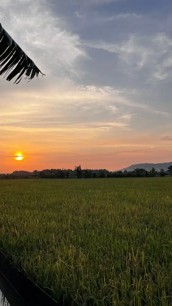 DIJUAL 1,1 Ha SHM Pinggir sungai  Akses mobil  Widang Tuban