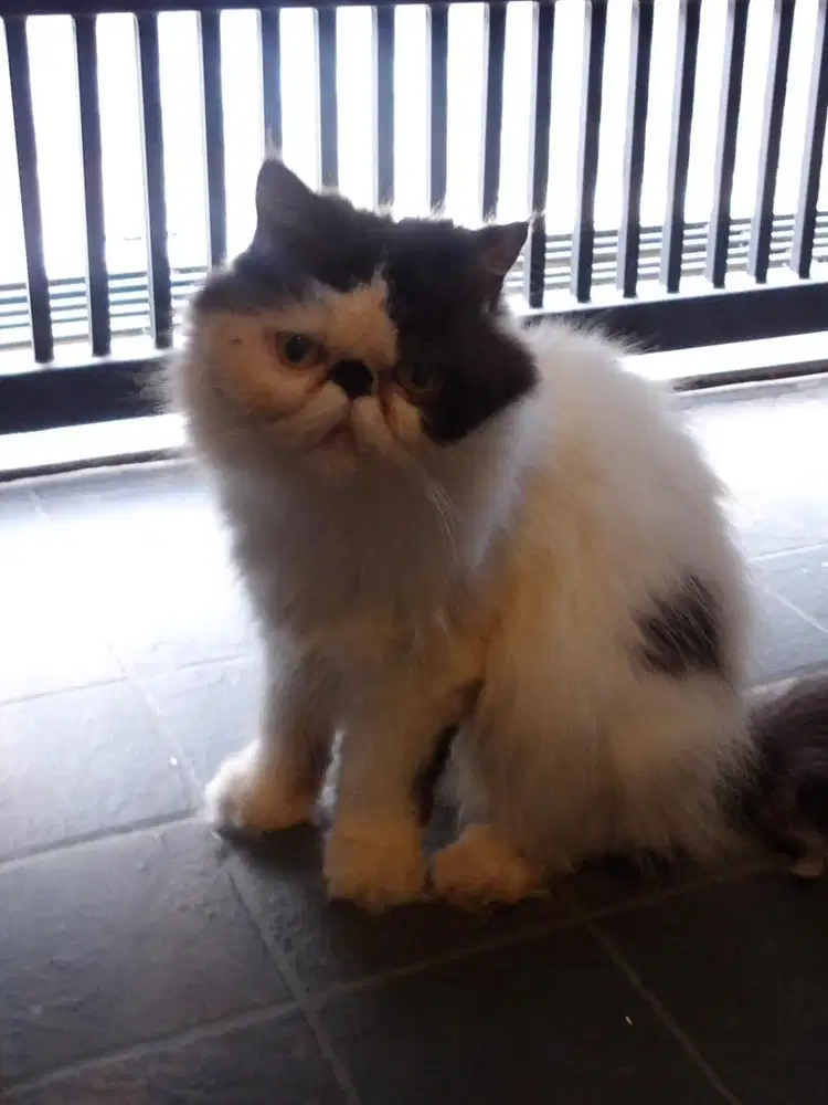 Kucing persia peaknose betina+anaknya