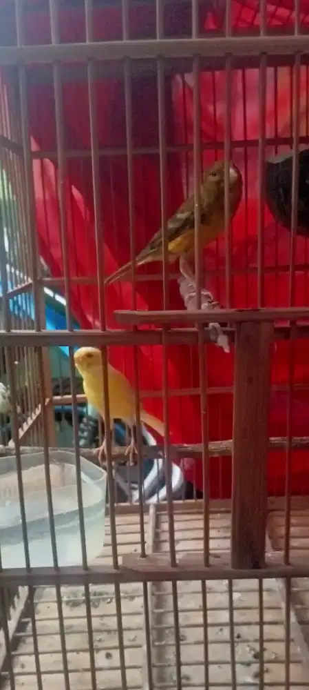 kenari sepasang