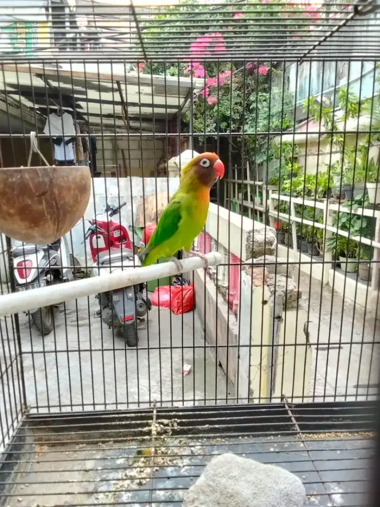 Lovebird BC jantan dewasa