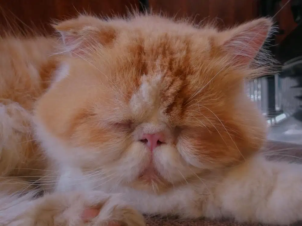 Kucing persia peaknouse jantan