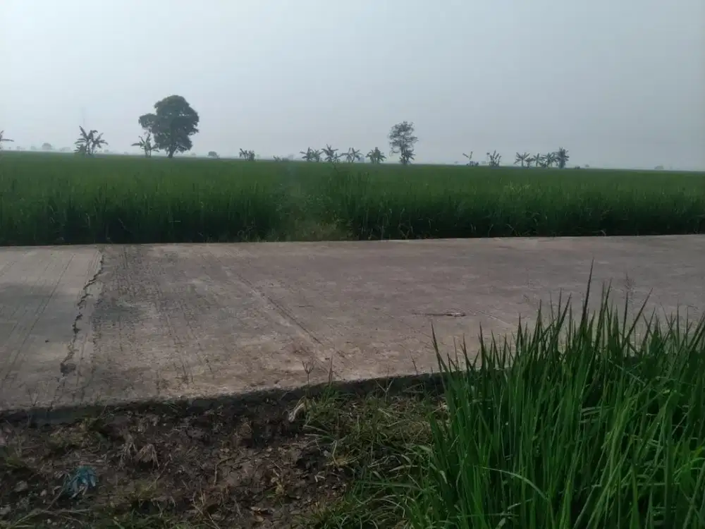 Dijual Sawah Produktif 1,4 Hektare di Karawang – SHM, Irigasi Bagus & Akses Jalan Cor