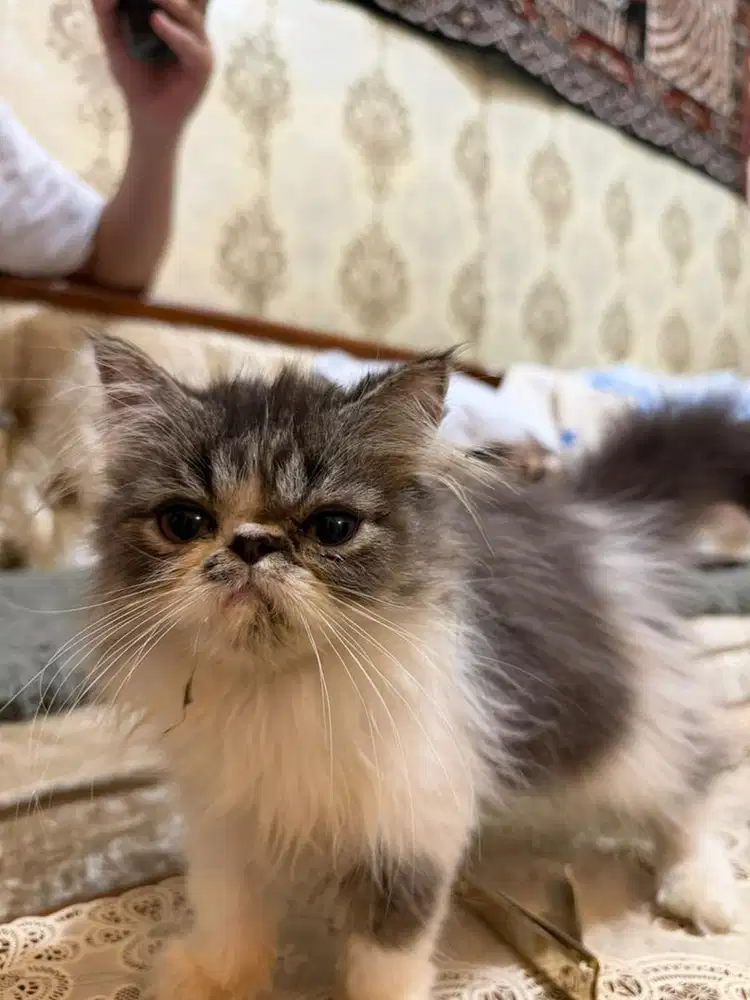 Kitten persian peaknose