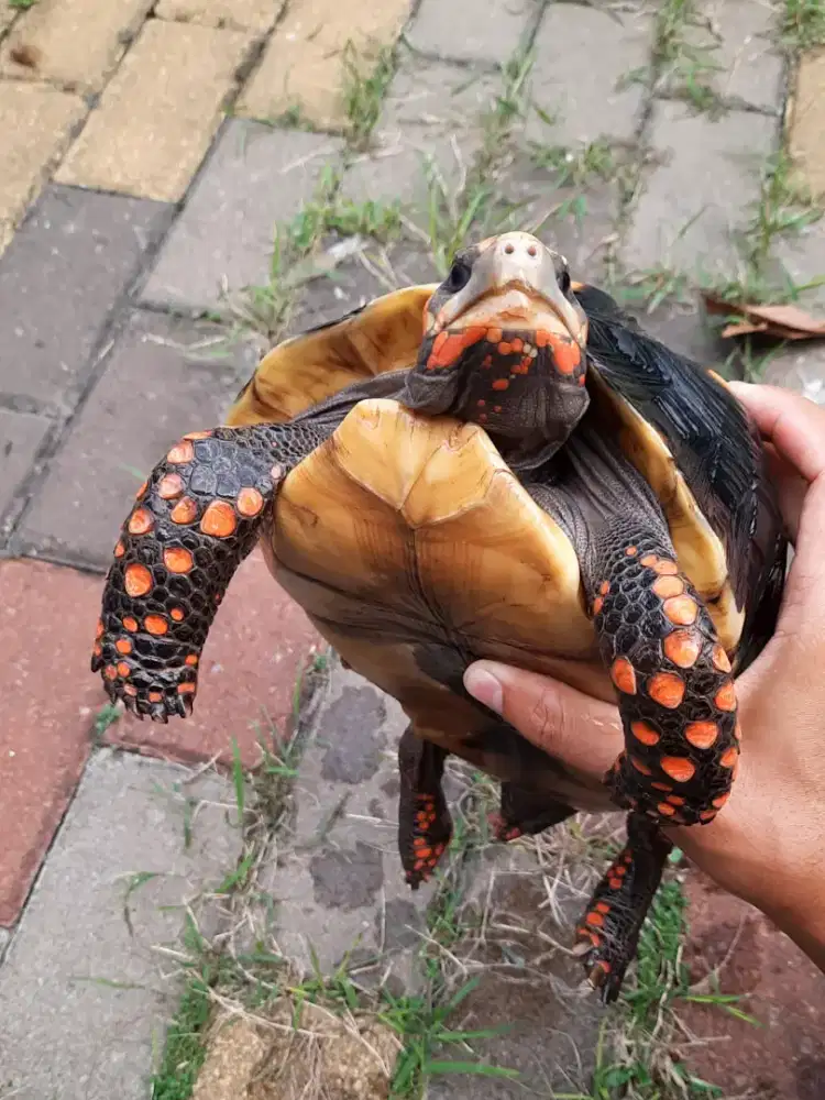 Kura redfoot betina 25cm (merah cakep)