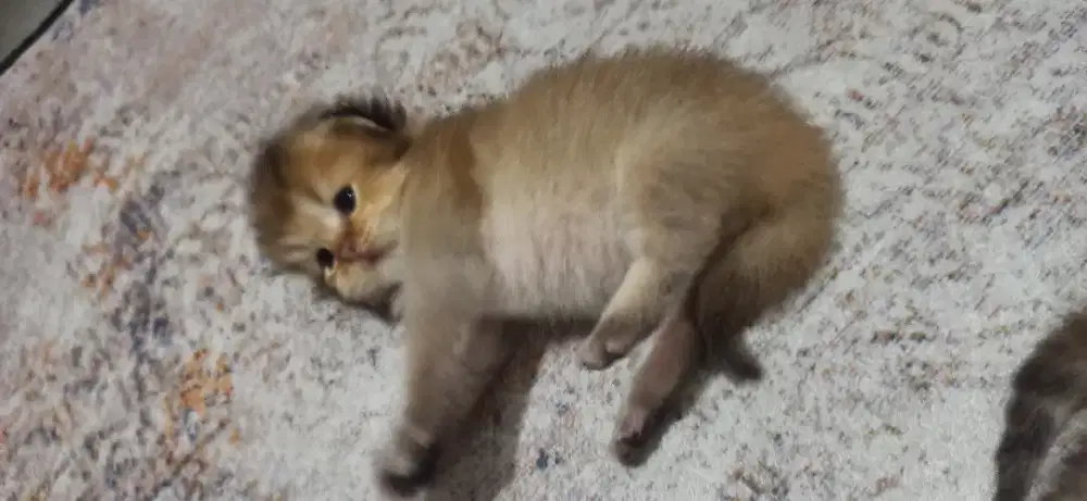Kucing bsh golden pure