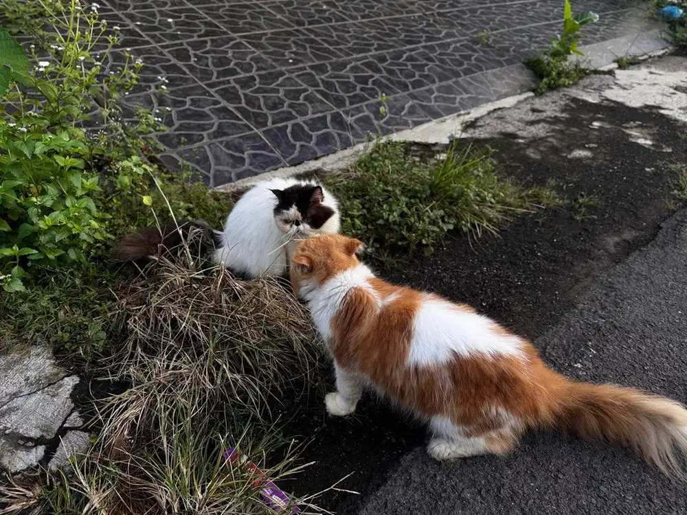Kucing peaknouse jantan, betina dan 3 anaknya