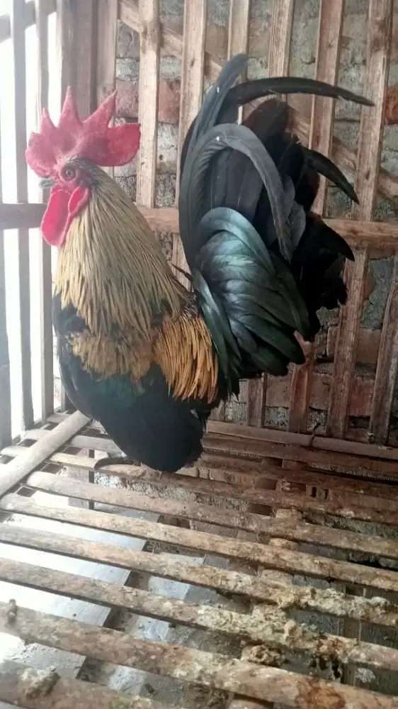 Sepasang Kate wido indukan