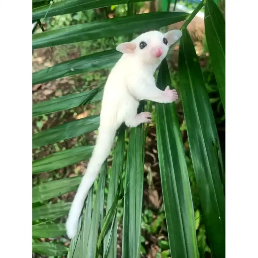 Dijual Sugar Glider Leucistic Jantan