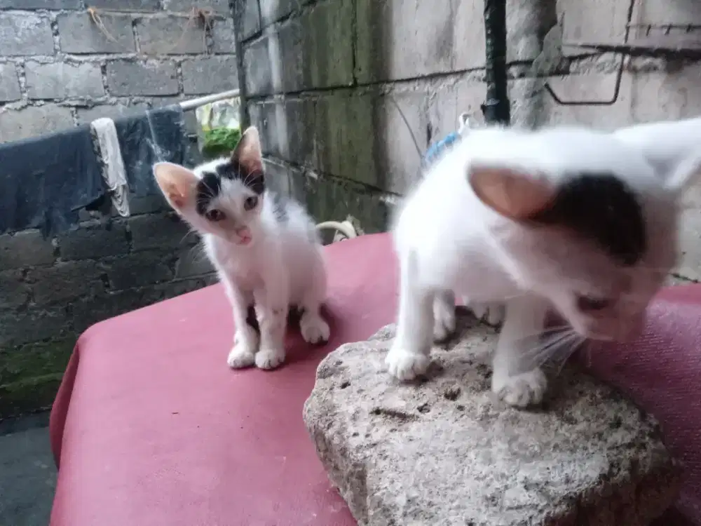 KITTEN JANTAN  MIXDOME