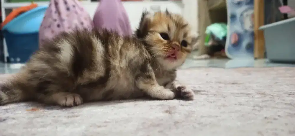 Kucing bsh golden tabby pure non ped