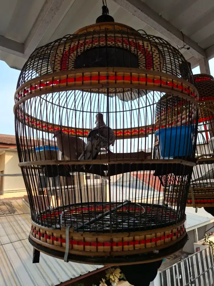 Burung derkuku putih dan leopat