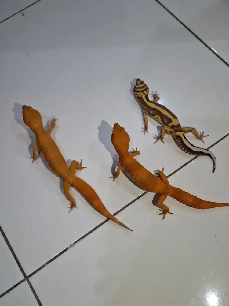Gecko Dark Tangerine, Tremper Bold Stripe dan SHTCTB