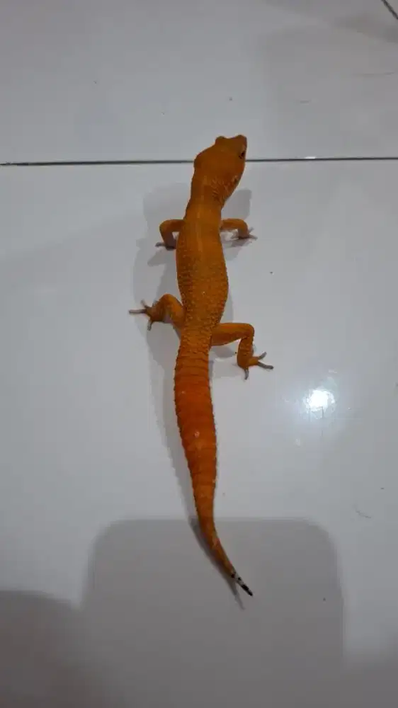 Gecko Dark Tangerine