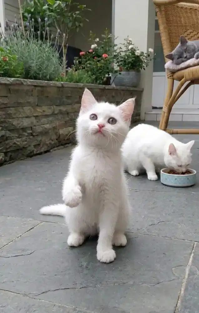British white solid