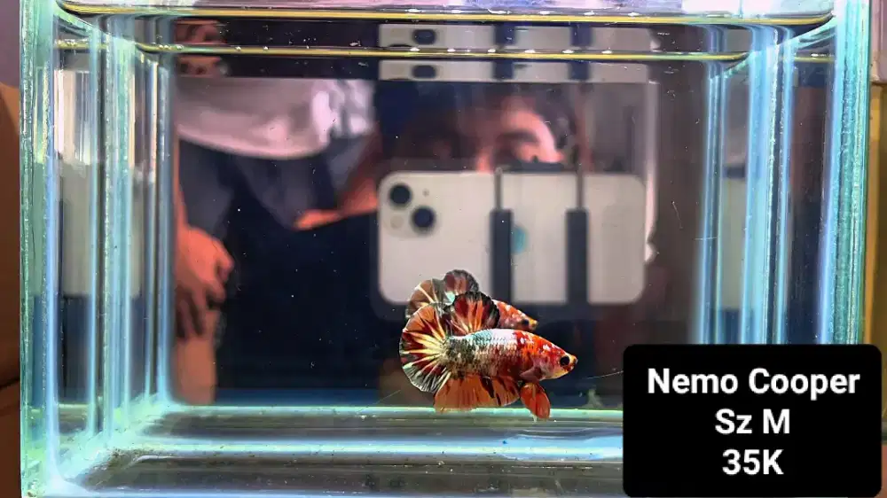 Jual Ikan Hias Cupang