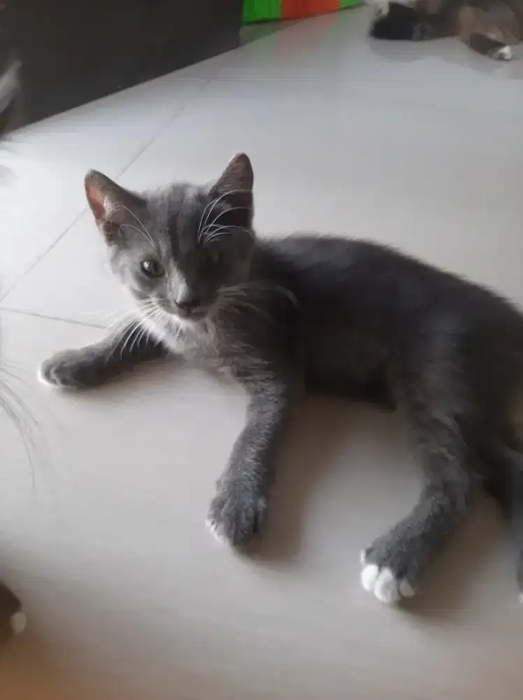 Lepas adopt kitten persia x domestik jantan