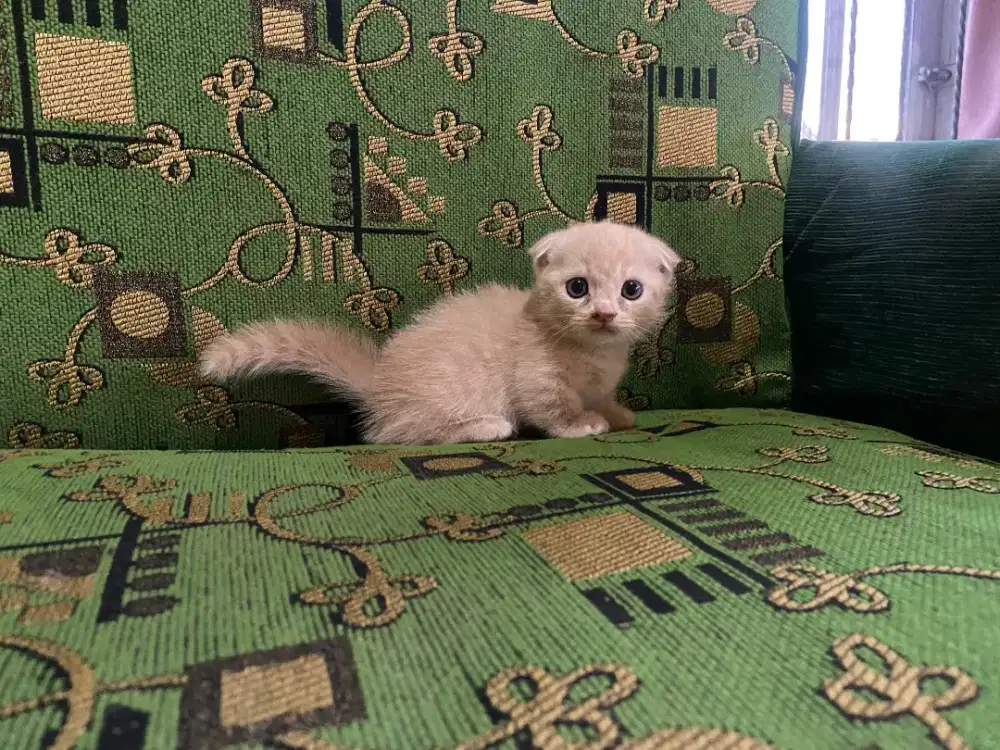 Kucing Munchkin gaelic fold/cebol Scotish/kaki pendek British