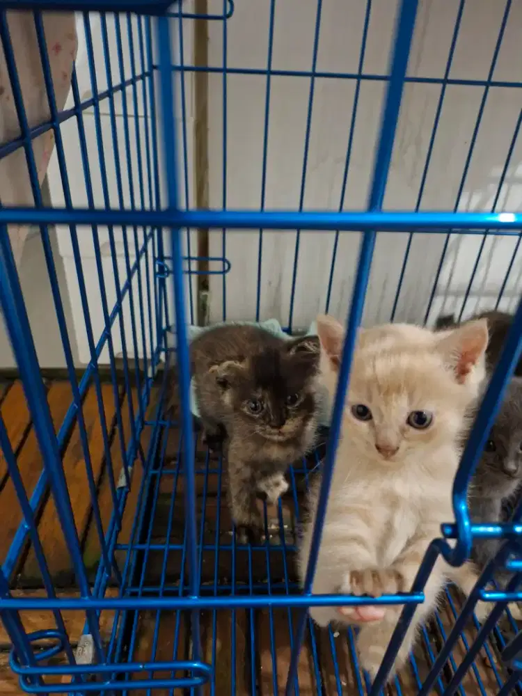 KITTEN 2 BULAN NORWEY X PERSIA