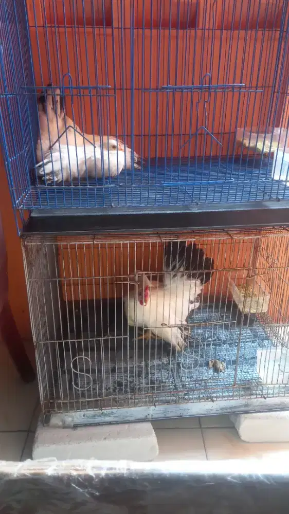 ayam kate chabo black tail