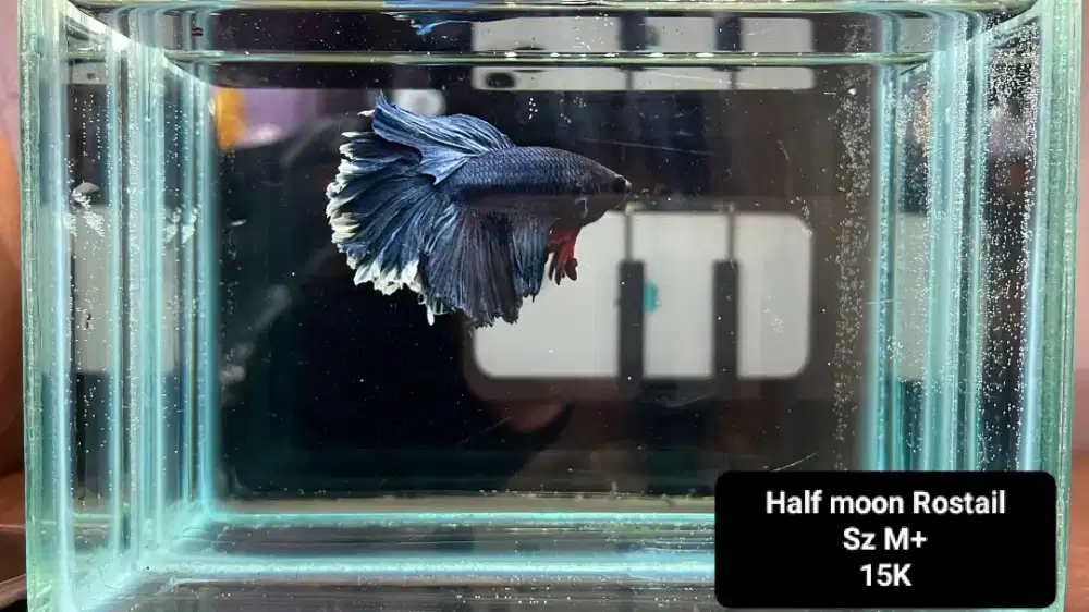 Jual ikan Cupang Hiasan