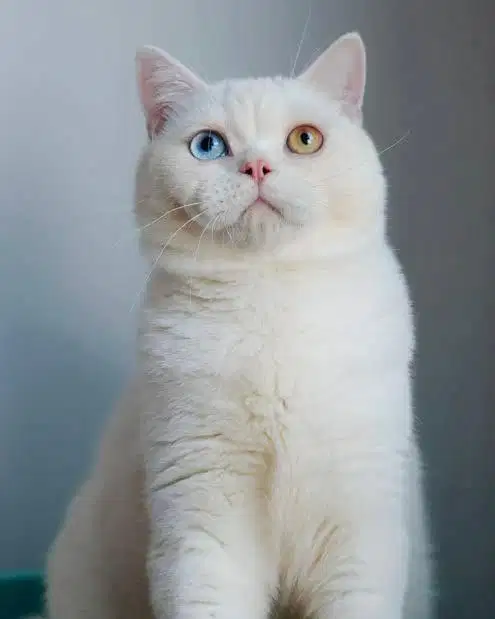 Kucing british shorthair pejantan odd eye