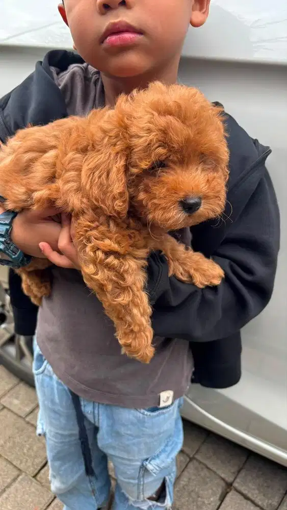 Red toy poodle betina