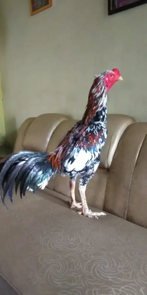 Ayam Bangkok blorok madu